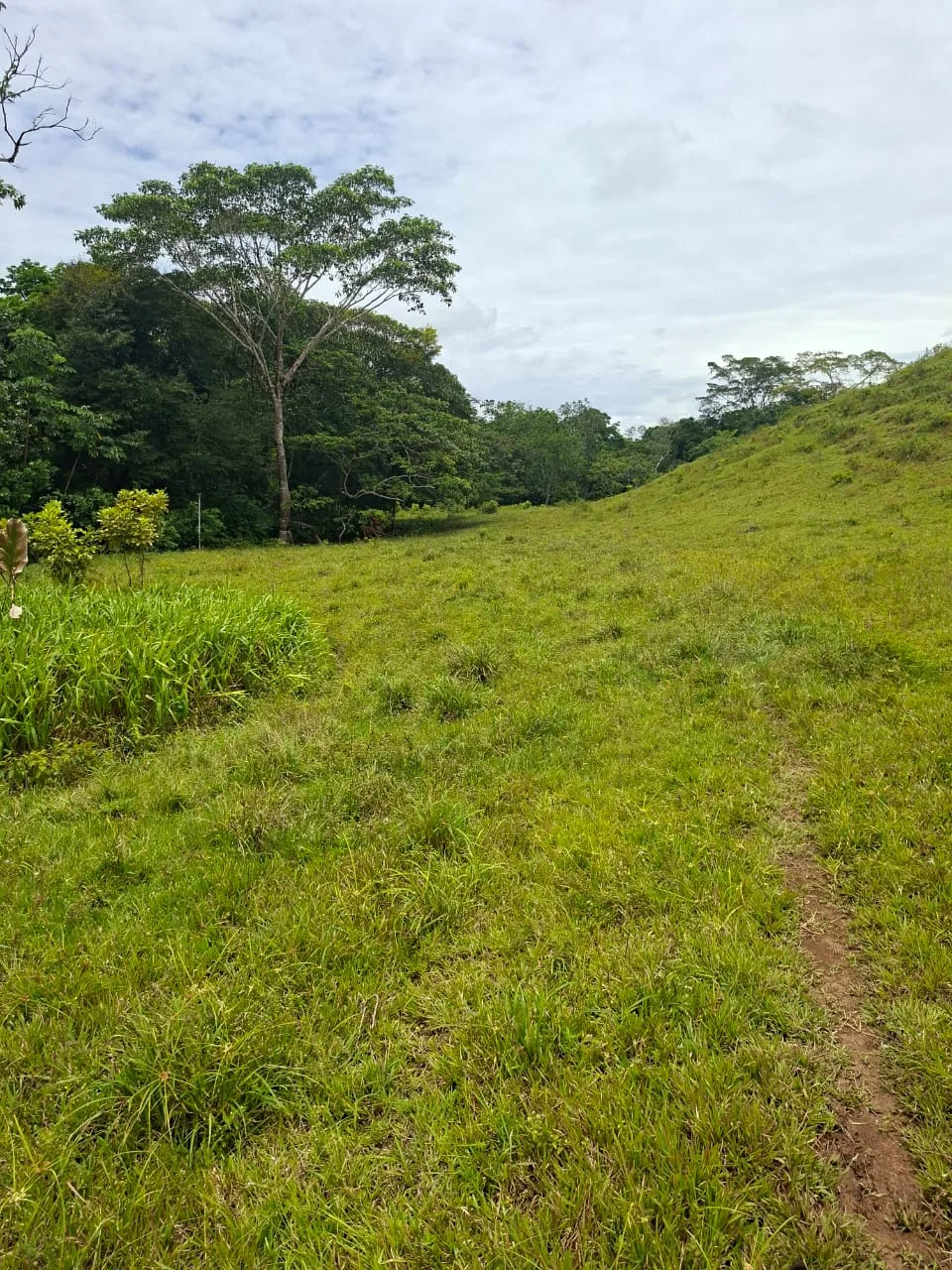 FINCA EN EL CAQUETA ENTRE PUERTO RICO Y SANVICENTE, EN LA VEREDA RIECITO - Foto 20