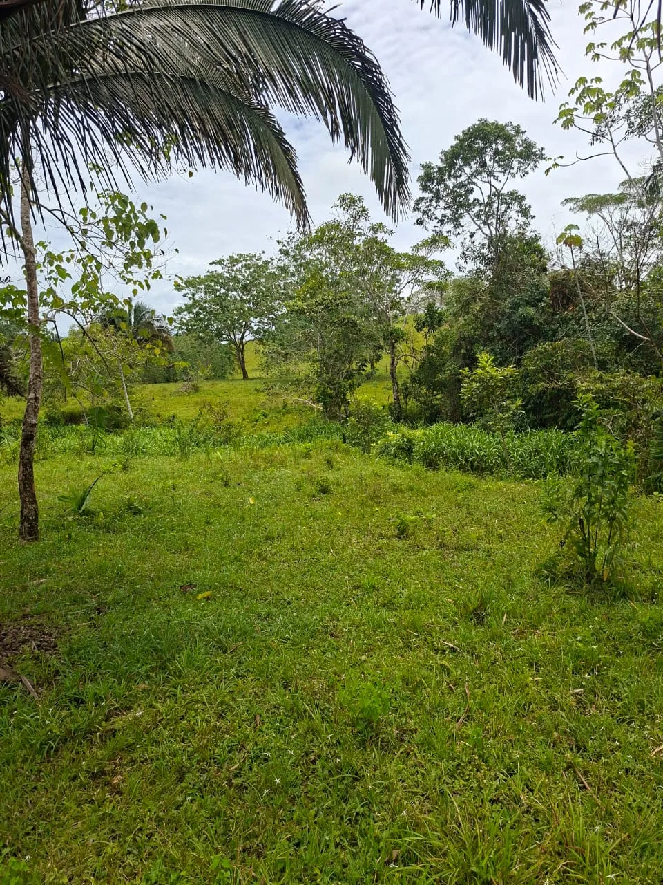 FINCA EN EL CAQUETA ENTRE PUERTO RICO Y SANVICENTE, EN LA VEREDA RIECITO - Foto 6