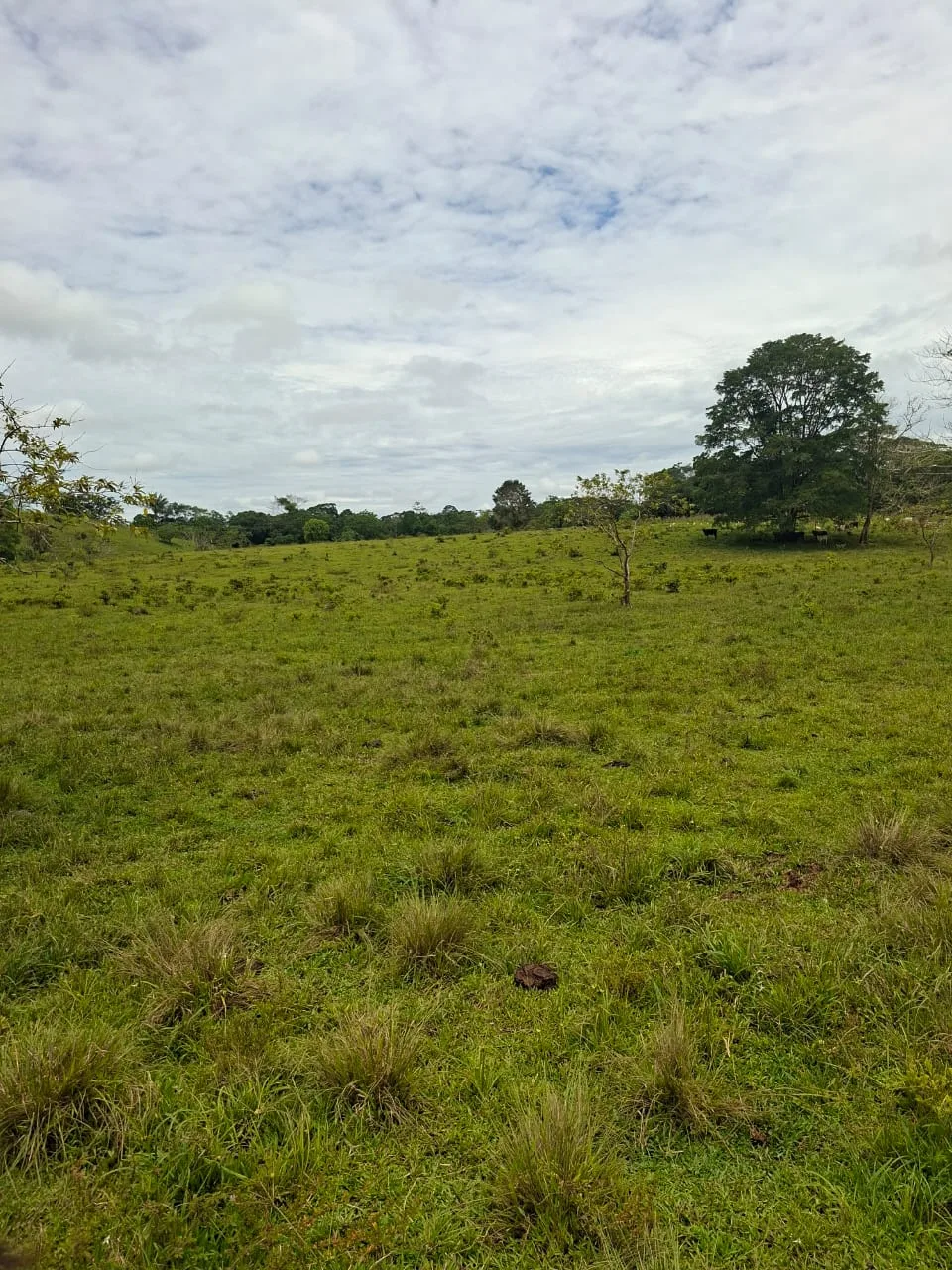 FINCA EN EL CAQUETA ENTRE PUERTO RICO Y SANVICENTE, EN LA VEREDA RIECITO - Foto 28