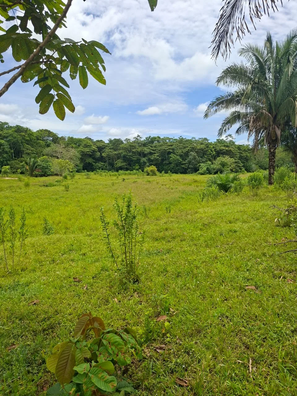 FINCA EN EL CAQUETA ENTRE PUERTO RICO Y SANVICENTE, EN LA VEREDA RIECITO - Foto 3
