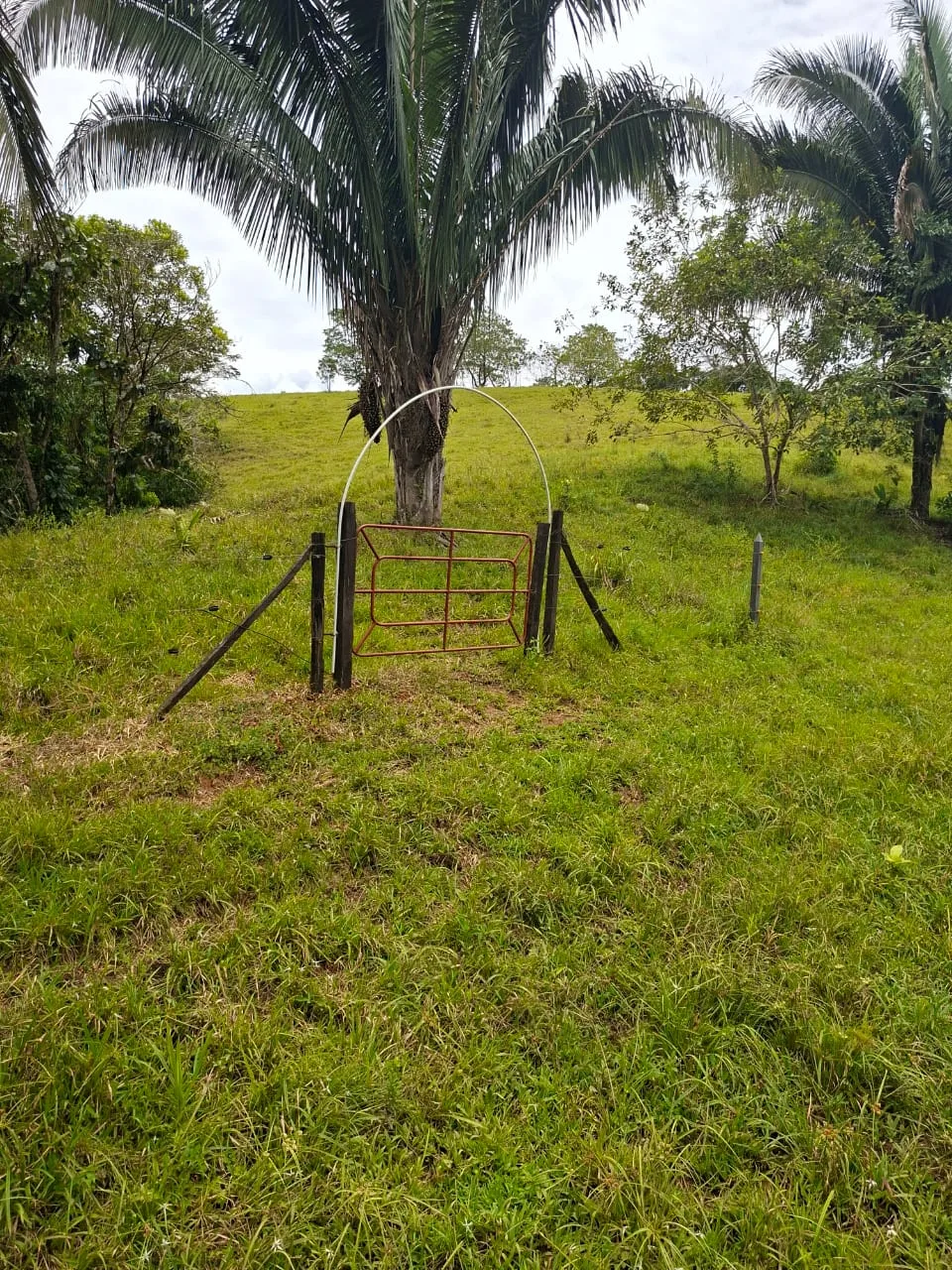 FINCA EN EL CAQUETA ENTRE PUERTO RICO Y SANVICENTE, EN LA VEREDA RIECITO - Foto 4