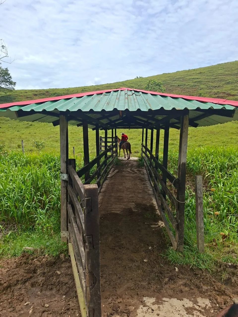 FINCA EN EL CAQUETA ENTRE PUERTO RICO Y SANVICENTE, EN LA VEREDA RIECITO - Foto 15