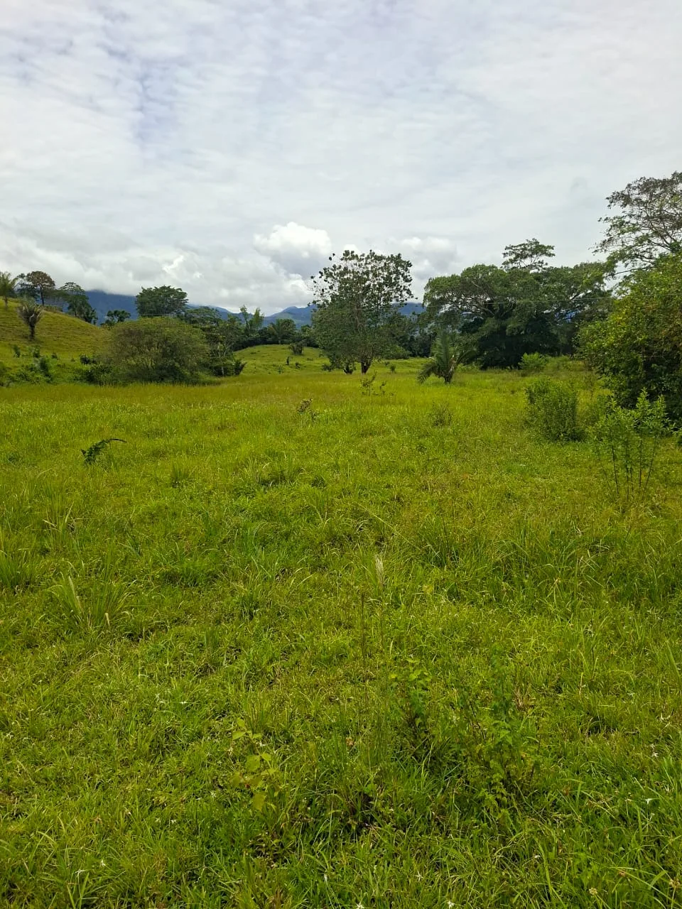 FINCA EN EL CAQUETA ENTRE PUERTO RICO Y SANVICENTE, EN LA VEREDA RIECITO - Foto 8