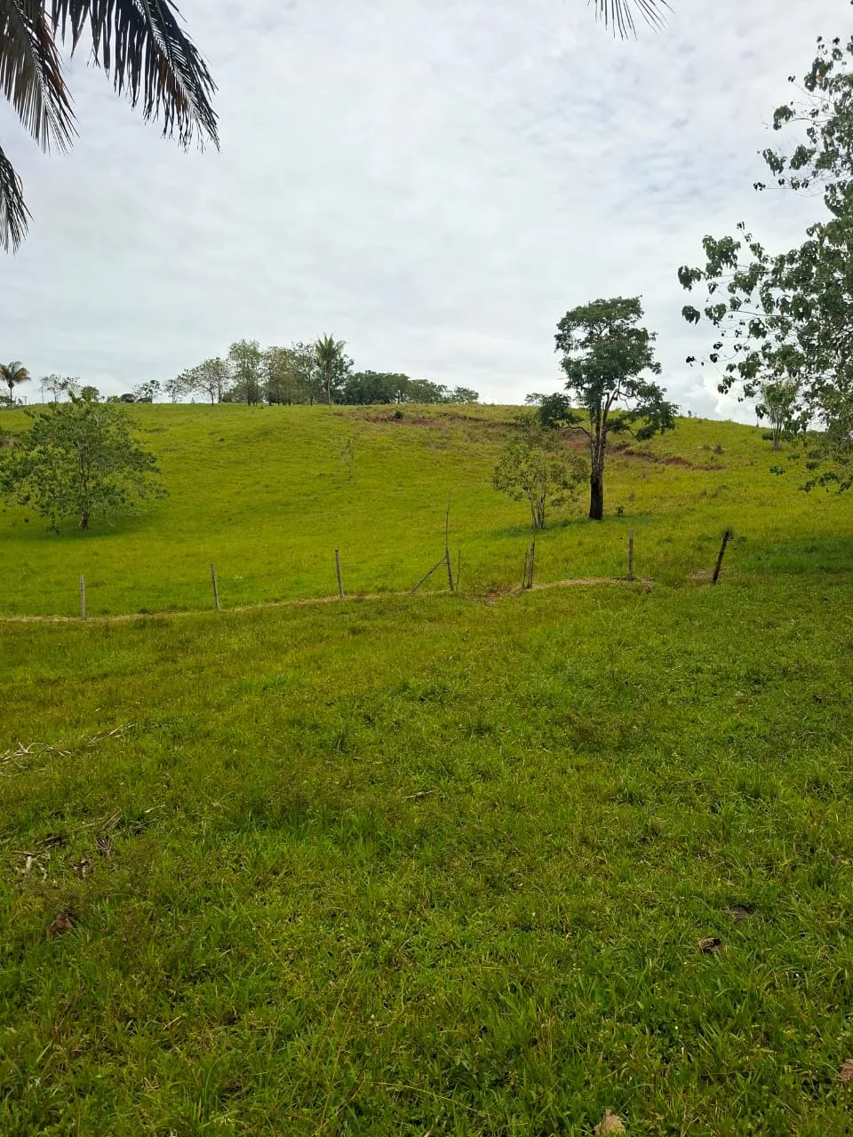 FINCA EN EL CAQUETA ENTRE PUERTO RICO Y SANVICENTE, EN LA VEREDA RIECITO en VEREDA RIECITO