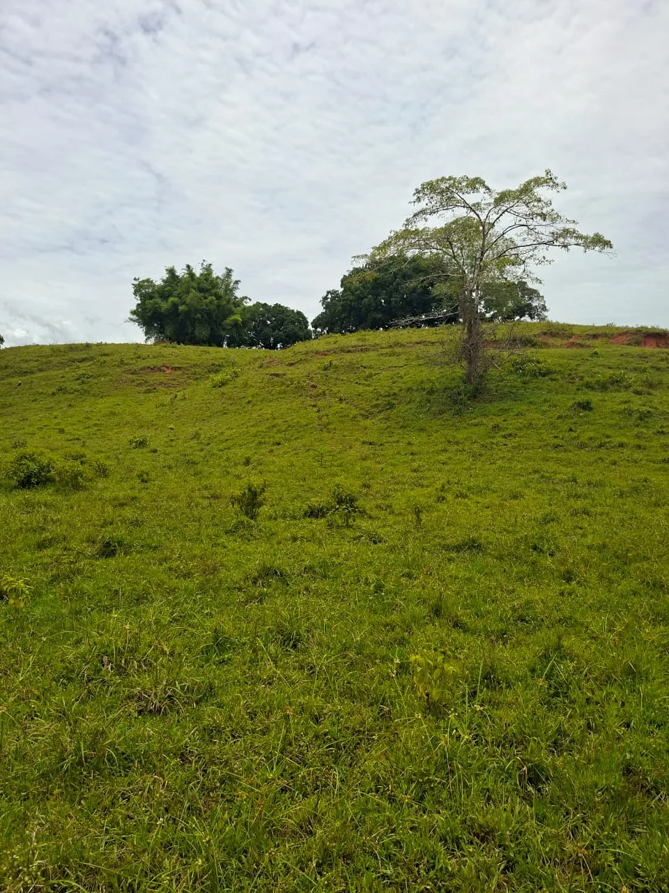 FINCA EN EL CAQUETA ENTRE PUERTO RICO Y SANVICENTE, EN LA VEREDA RIECITO - Foto 11