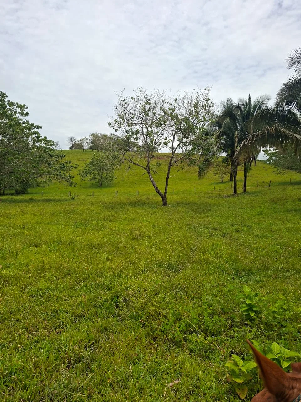 FINCA EN EL CAQUETA ENTRE PUERTO RICO Y SANVICENTE, EN LA VEREDA RIECITO - Foto 7