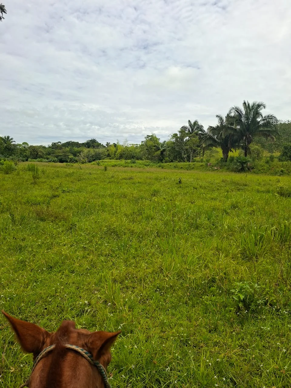 FINCA EN EL CAQUETA ENTRE PUERTO RICO Y SANVICENTE, EN LA VEREDA RIECITO - Foto 10