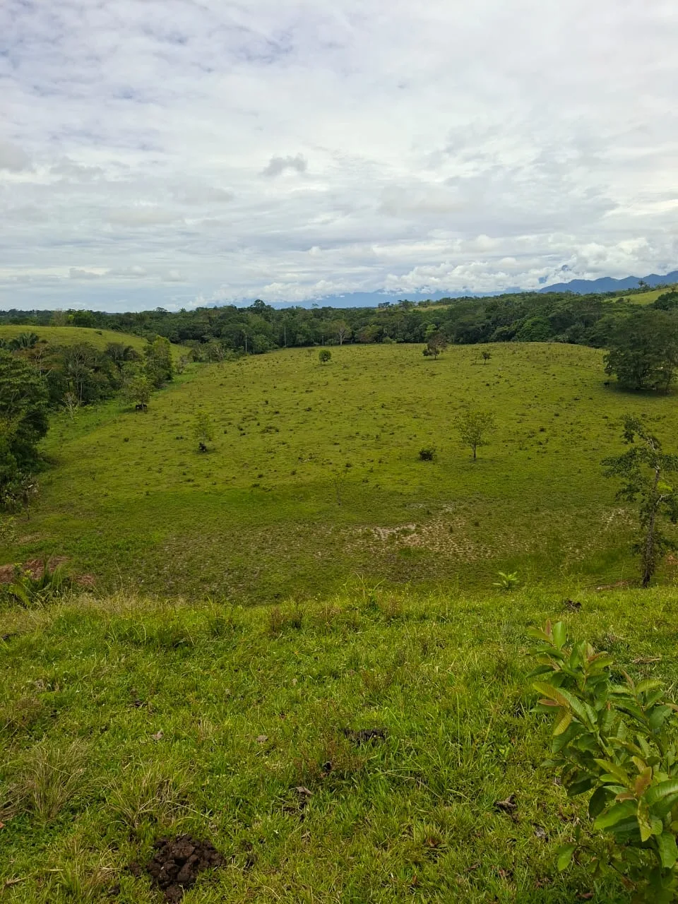 FINCA EN EL CAQUETA ENTRE PUERTO RICO Y SANVICENTE, EN LA VEREDA RIECITO - Foto 19