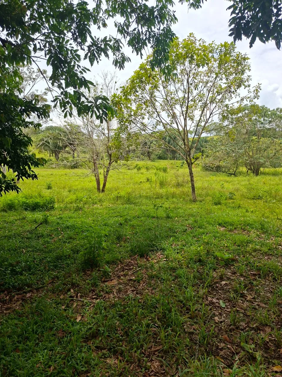 FINCA EN EL CAQUETA ENTRE PUERTO RICO Y SANVICENTE, EN LA VEREDA RIECITO - Foto 2