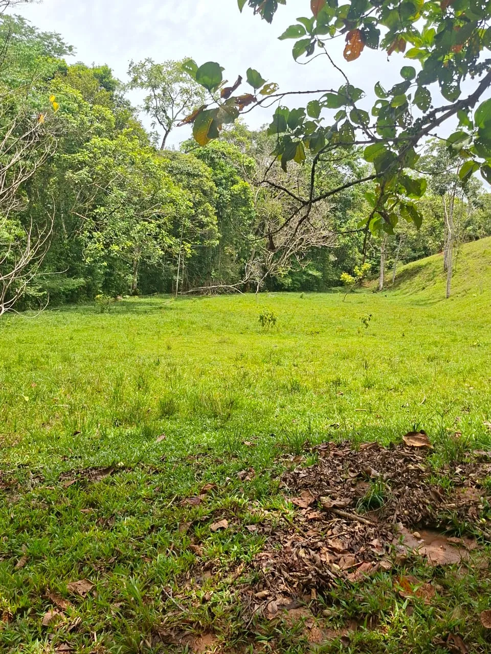 FINCA EN EL CAQUETA ENTRE PUERTO RICO Y SANVICENTE, EN LA VEREDA RIECITO - Foto 24