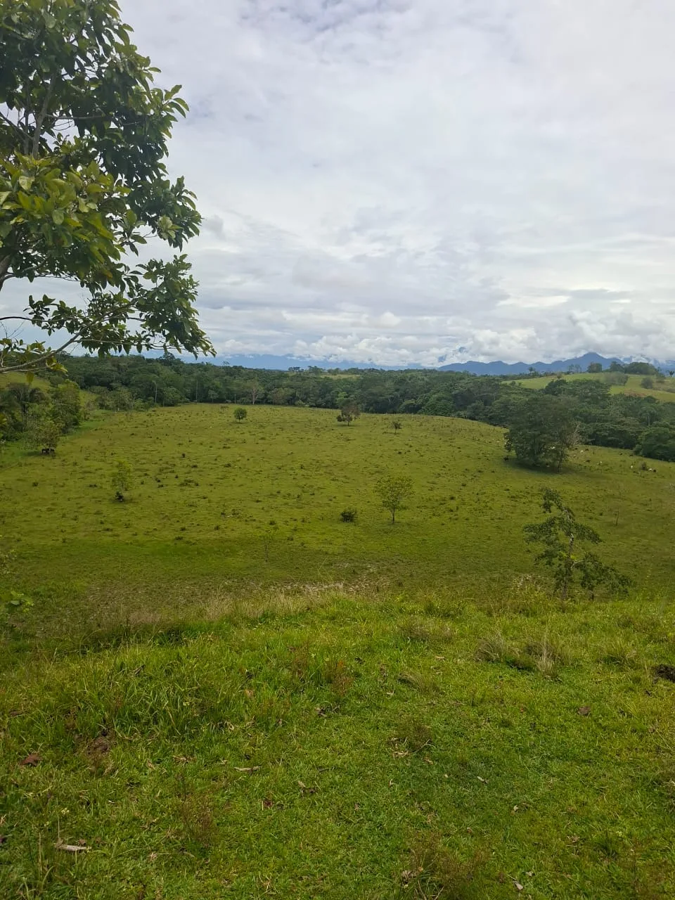 FINCA EN EL CAQUETA ENTRE PUERTO RICO Y SANVICENTE, EN LA VEREDA RIECITO - Foto 21