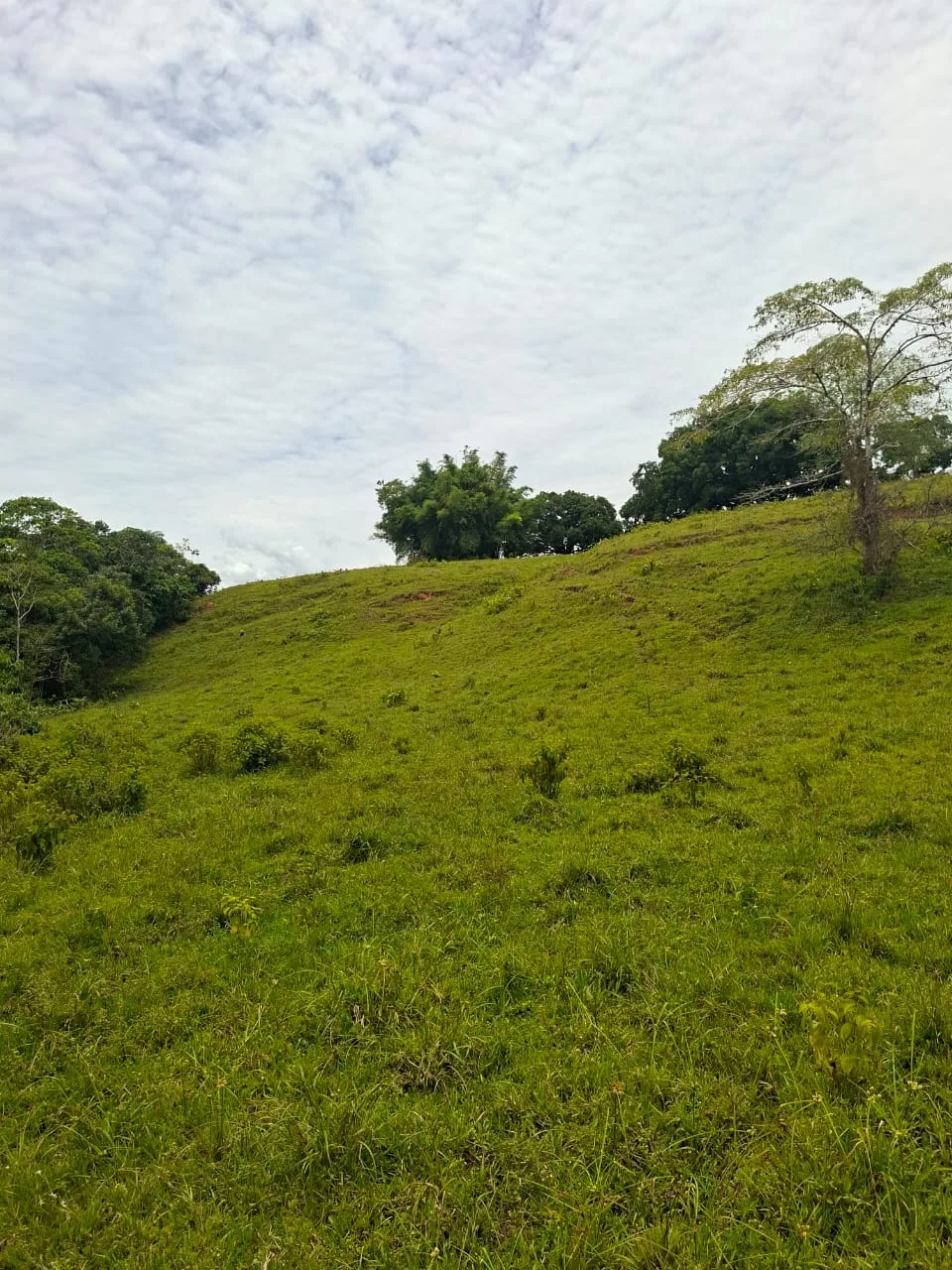 FINCA EN EL CAQUETA ENTRE PUERTO RICO Y SANVICENTE, EN LA VEREDA RIECITO - Foto 12